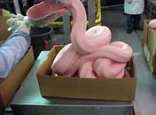 Gosta de nuggets? Sentirá nojo ao saber como são feitos