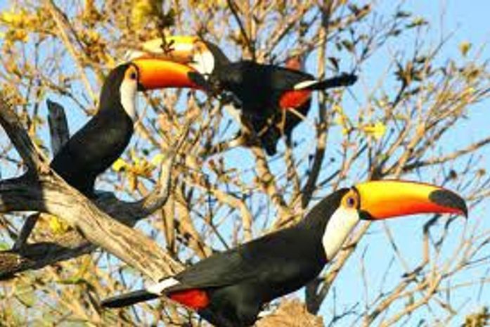 Ser vice do Rui pode ser um bom negócio no efeito trampolim