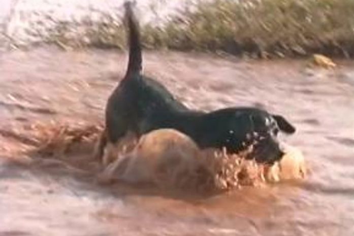 Vira-lata apaixonado por água é atração em Umuarama, no Paraná