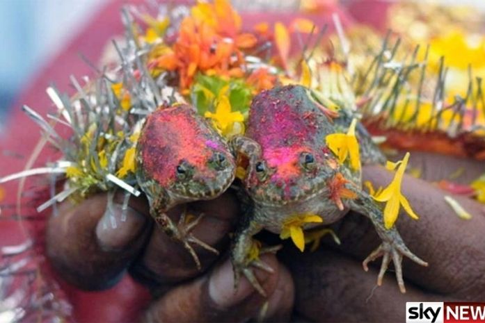 Fazendeiros casam sapos para acabar com a seca