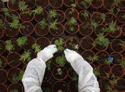 Em segredo, Israel mantém plantio de maconha medicinal na Galileia