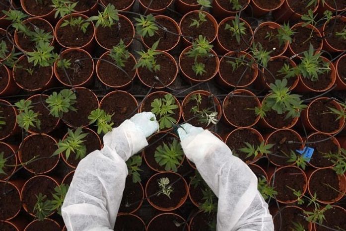 Em segredo, Israel mantém plantio de maconha medicinal na Galileia