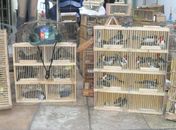 Operação apreende 140 pássaros silvestres em Maceió