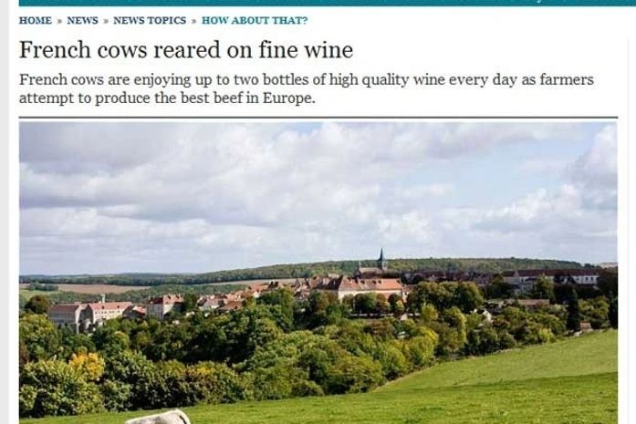 Vacas francesas bebem vinho para ficar com carne mais saborosa