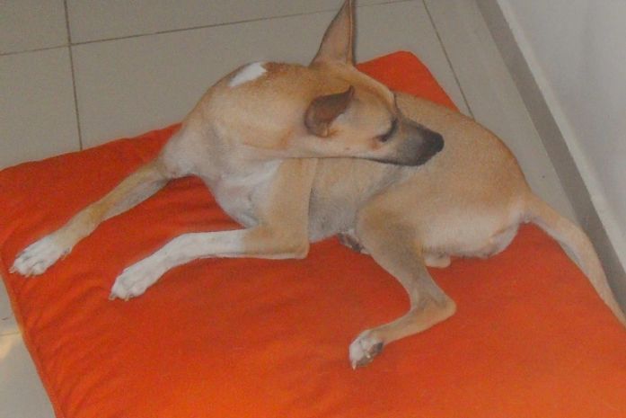 Advogado procura cadela de estimação desaparecida