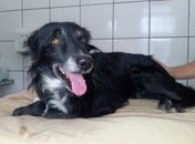 Cachorro encontrado em saco de lixo recebeu o nome de Neymar 