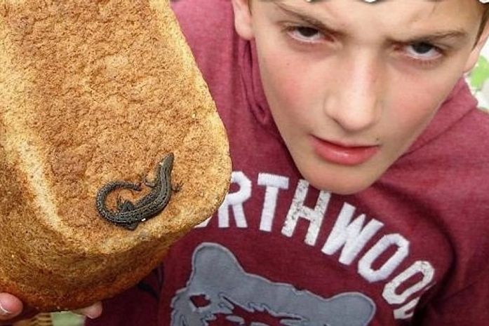 Criança acha lagarto em pão de forma