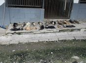 Polícia Civil investiga morte de animais em Centro de Zoonose de Sorocaba