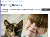 Gata chamada 'Tinker' escapou após ficar presa em máquina de lavar roupa. 