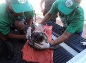 Filhote de lobo marinho não resiste e morre na madrugada