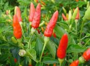 Cooperativa Pindorama investe na pimenta tabasco