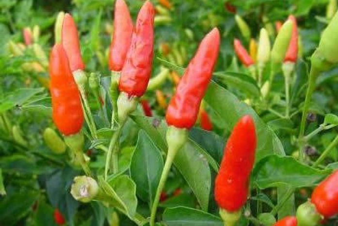 Cooperativa Pindorama investe na pimenta tabasco