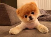 Postagens de Boo no Facebook são todas feitas na primeira pessoa