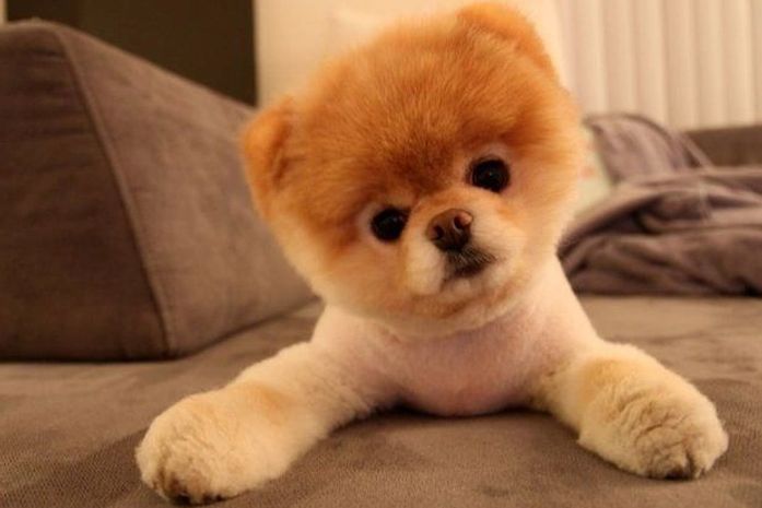 Postagens de Boo no Facebook são todas feitas na primeira pessoa