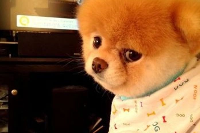 Cão "mais fofo do mundo" pertence a funcionária do Facebook