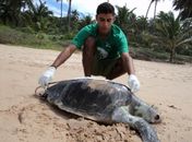 Tartaruga foi encontrada morta e causa ainda é desconhecida