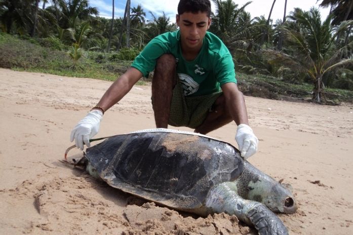 Tartaruga foi encontrada morta e causa ainda é desconhecida