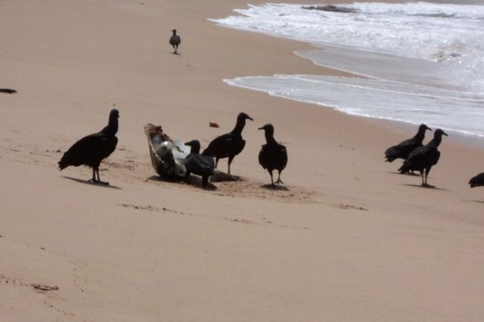 Tartaruga da espécie oliva já estava em avançado estado de decomposição