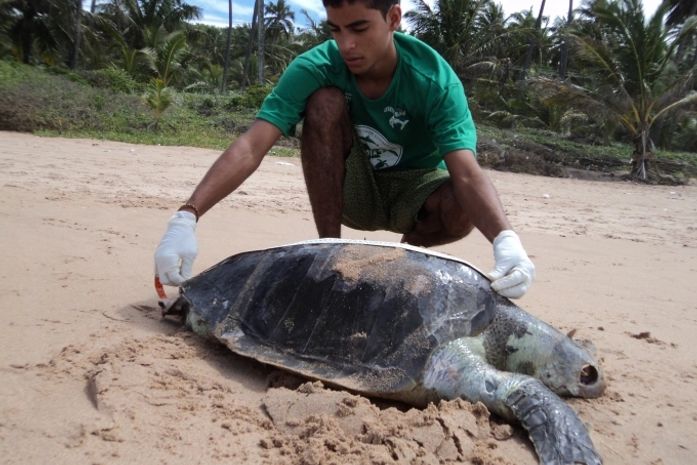 Tartaruga foi encontrada morta e causa ainda é desconhecida