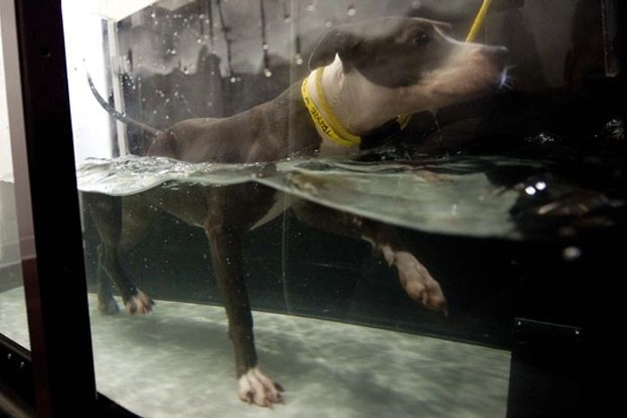 Esteira aquática para cães é uma das atrações de spa canino em Los Angeles. 