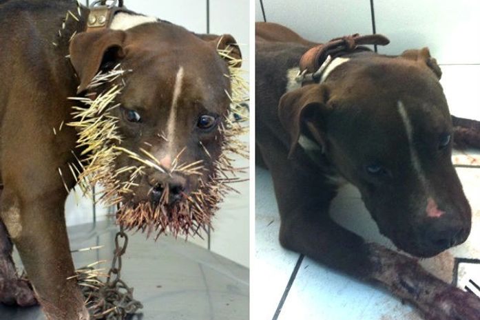 'Já pegou tatu e até cobra', diz dono de cão espetado por porco-espinho