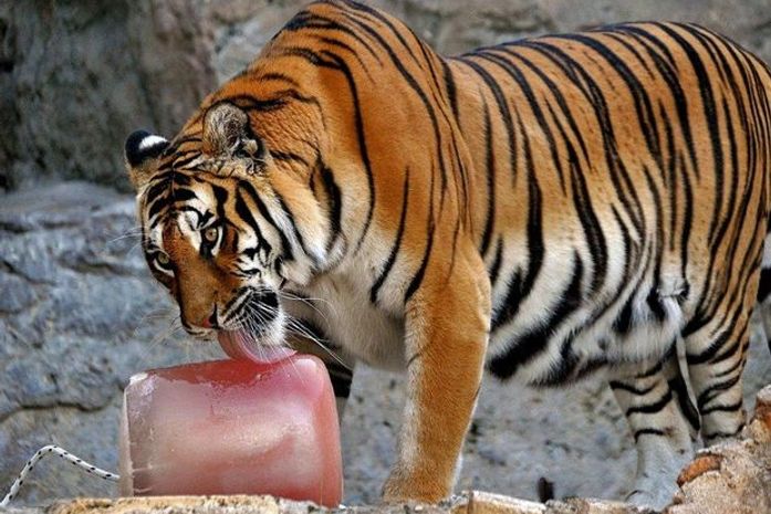 Felino lambe um refrescante sorvete de carne