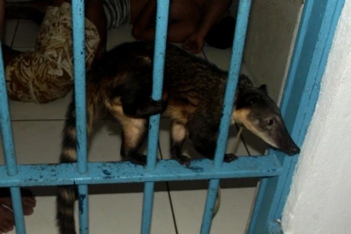 Quati foi apreendido e será levado para o Ibama