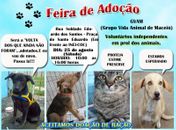 Feira de adoção de animais acontece no próximo sábado em Maceió