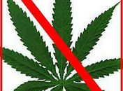 Mais de 1,5 milhão de brasileiros consomem maconha todos os dias