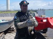 Equipe do BPA resgata pinguim em Alagoas