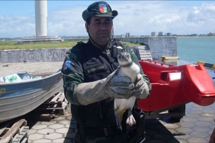 Equipe do BPA resgata pinguim em Alagoas