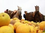 Alagoas bate novo recorde nacional na produção de laranja lima