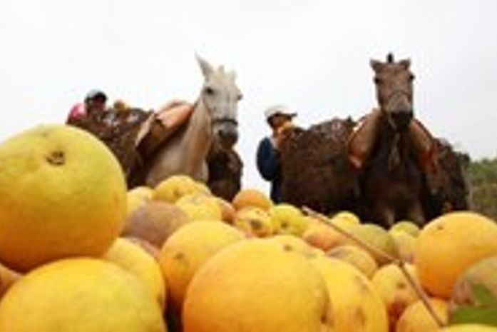 Alagoas bate novo recorde nacional na produção de laranja lima