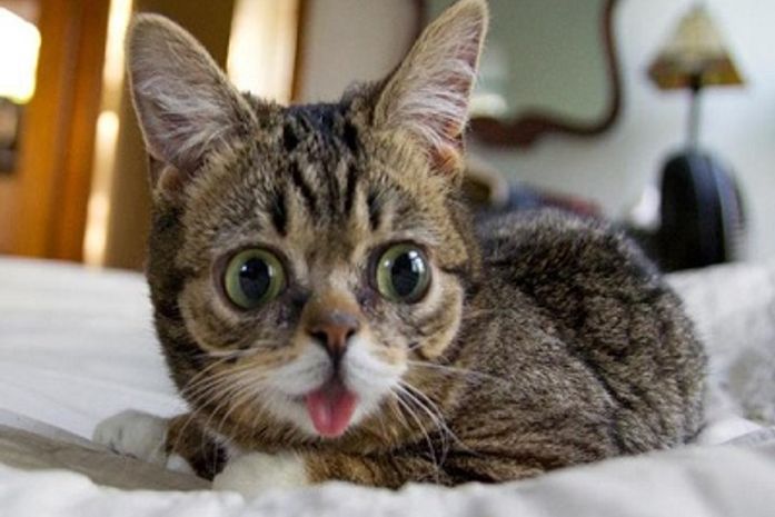 Gatinha com doença genética vira sensação na Internet