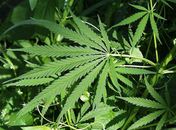Detentos cultivavam maconha dentro da prisão