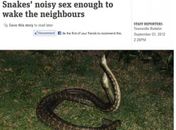 Sexo entre cobras em telhado de casa acorda moradores na Austrália