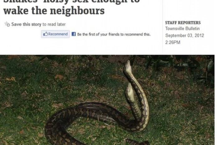 Sexo entre cobras em telhado de casa acorda moradores na Austrália