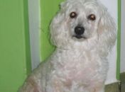 Em Maceió, servidora pública tenta localizar animal perdido