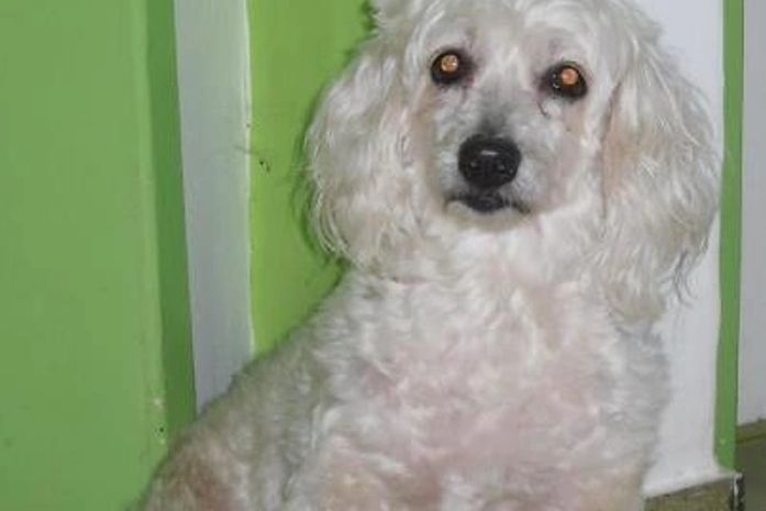 Em Maceió, servidora pública tenta localizar animal perdido