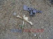 Polícia encontra ossada humana em Delmiro Gouveia