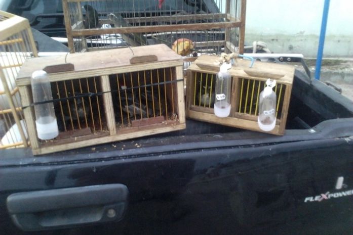 PRF prende motoboy pela posse de animais silvestres na BR-101