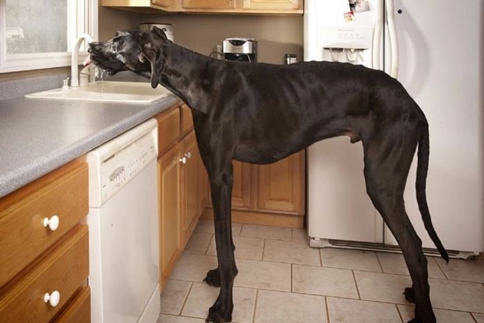 Maior cão do mundo consegue tomar água direto na torneira da cozinha