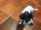 Donos procuram por cão desaparecido na praia de Ipioca