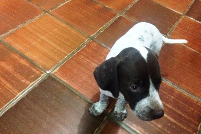 Donos procuram por cão desaparecido na praia de Ipioca