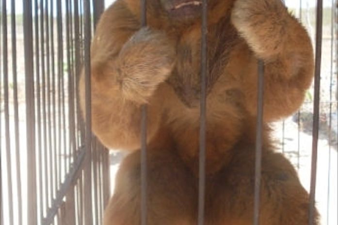 Macaco-prego foi aprendido