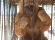 Macaco-prego foi aprendido