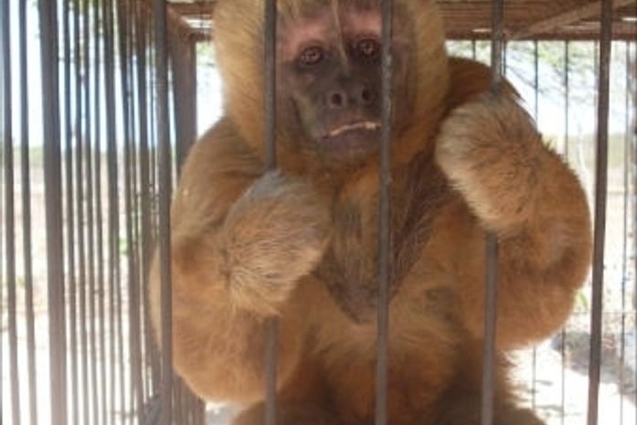 Macaco-prego foi aprendido