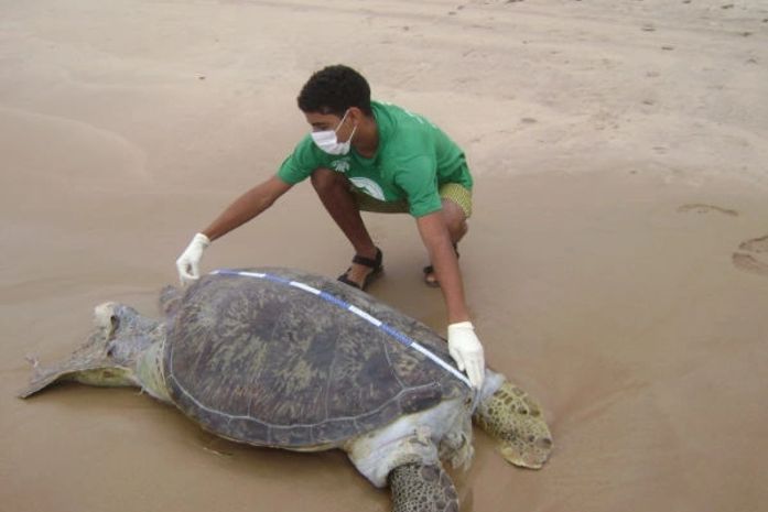 Tartaruga tinha mais de 1 m de comprimento