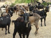Governo seleciona 1.800 animais para produtores da ovinocaprinocultura