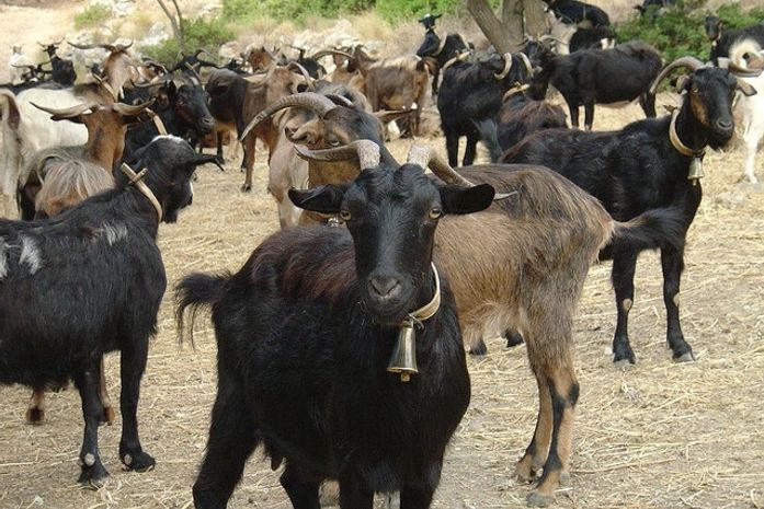 Governo seleciona 1.800 animais para produtores da ovinocaprinocultura